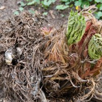 Brazilian Giant-rhubarb